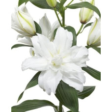 Луковица Лилии восточной Уайт Торнадо