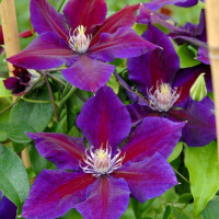 Саженец Клематиса Юлька