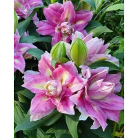 Луковица Лилии восточной Фокси Спринг Сюрприз