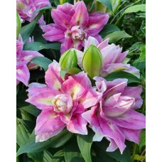 Луковица Лилии восточной Фокси Спринг Сюрприз