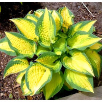 Саженец хосты Оранж Мармелад