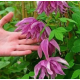 Саженец Клематиса атрагене (княжик) Пурпл Дрим