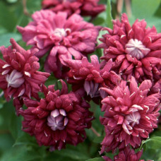 Саженец Клематиса Пурпуреа Плена Элеганс (Purpurea Plena Elegans)