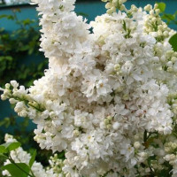 Саженец Сирени Жанна Д'Арк