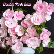 Ахименес Double pink rose (ризома)