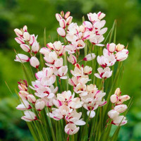 Луковицы Иксии Спотлайт