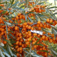 Саженец Облепихи Алтайская