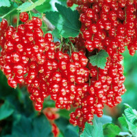 Саженец Смородины красной Розетта