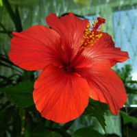 Гибискус Бунгарайя (80 см)