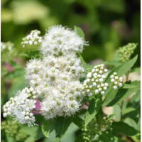 Саженец Спиреи белой Альбифлора