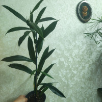 Фикус биннедика Амстел Кинг