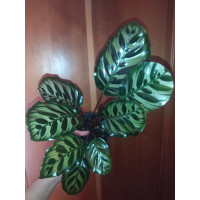 Калатея Макояна