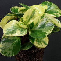 Пеперомия Туполистная Вариегата