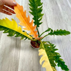 Филодендрон Нарроу Ринг оф Фаер Philodendron Narrow Ring Of Fire