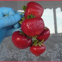 Саженец Клубники Сенсация