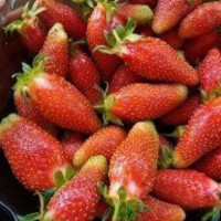 Саженец Клубники Орлец
