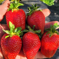 Саженец Клубники Перчинкьо