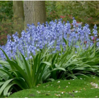 Луковицы Гиацентоидеса Синий (5 шт)