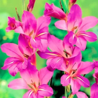 Луковицы Гладиолуса Византийского (5 шт)