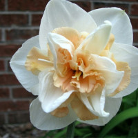 Луковица Нарцисса Дельнашо