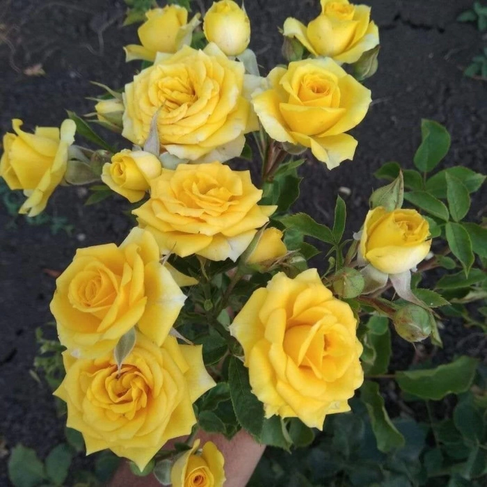 Роза сан сити фото и описание отзывы