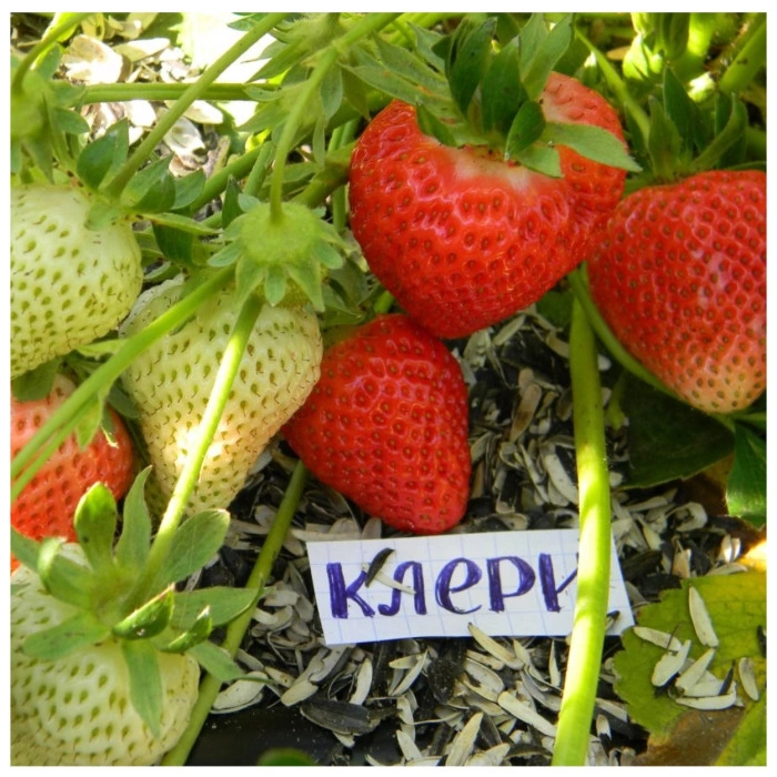 Купить Саженец Фриго Клубника Клери | Фотографии, цена, характеристики