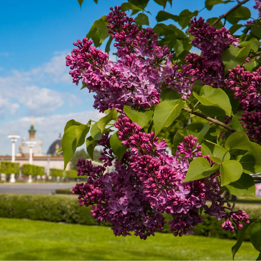 Купить Саженец Сирени Красная Москва | Фотографии, цена, характеристики
