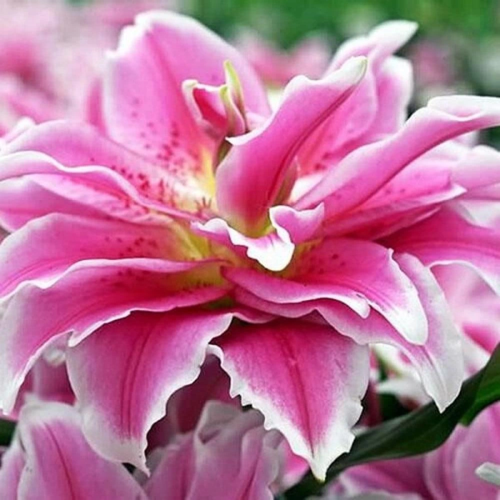 Лилия восточная лорена. Лилия розелли лорена. Лилия roselily саманта. Лилия восточная лорена. Лилия талита.