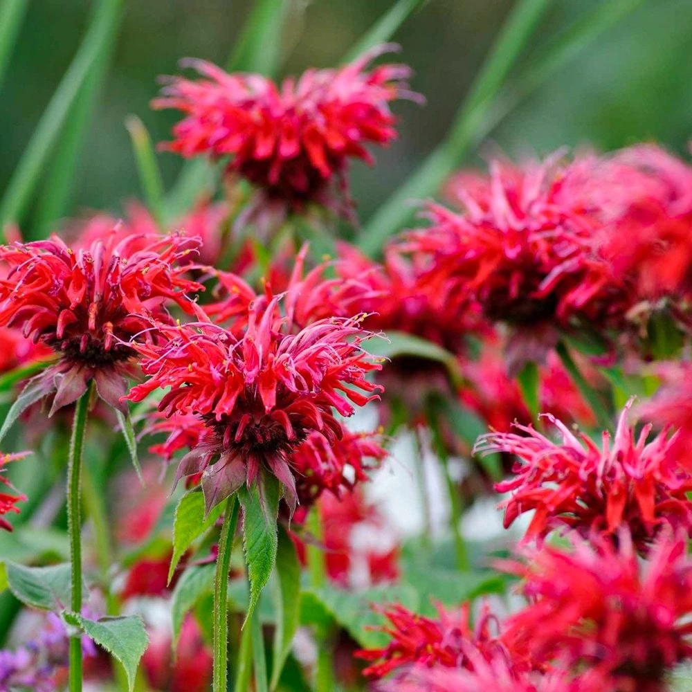 Монарда чай. Монарда кембридж скарлет. Монарда kardinal. Монарда пурпурная. Монарда squaw.
