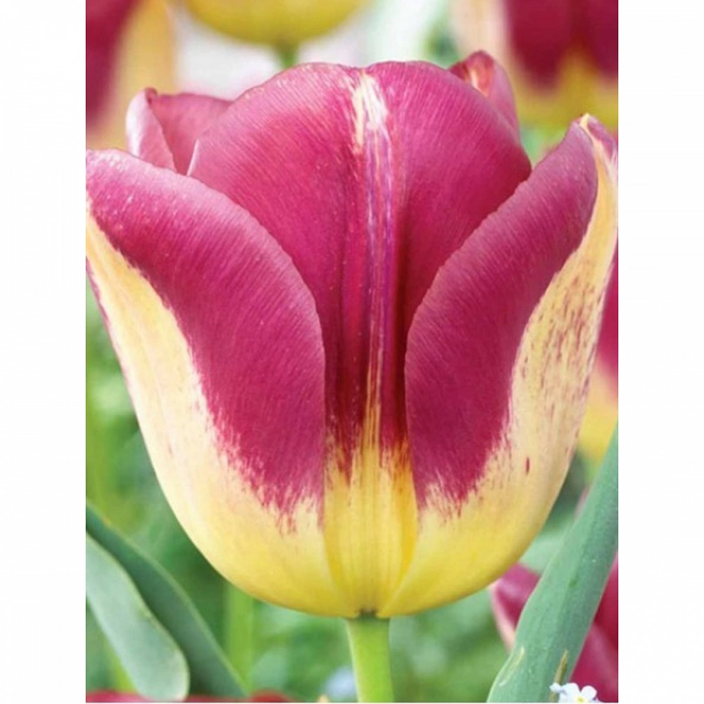 Тюльпан триумф сальво. Тюльпан бостон. Тюльпан бостон. Тюльпан триумф колор мистик. Тюльпан триумф бостон.